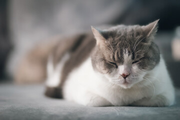 Fototapeta na wymiar Scottish fold cat sleeping on sofa in the house. Tabby cat resting on the sofa.