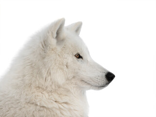 Fototapeta premium portrait of a polar wolf in profile isolated on a white background
