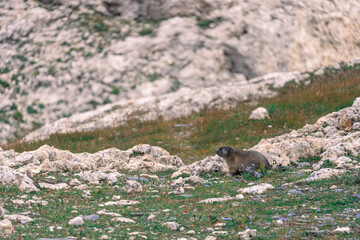 A groundhog curiously observes what is happening in front of him. The rodent was photographed in the summer in the Swiss Alps, in a rocky environment with herbaceous and flowering vegetation.