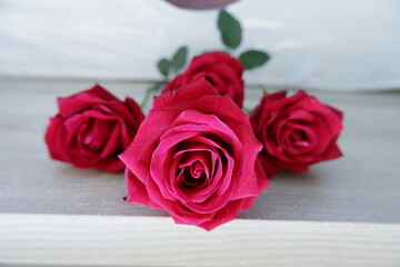 The color of love among red roses, the beauty of nature that is filled with a beautiful atmosphere.