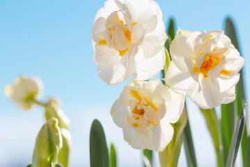 beautiful daffodils on background blue sky