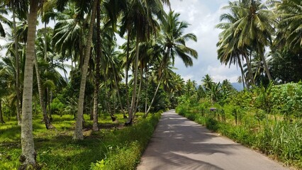 Obraz premium trees in the park