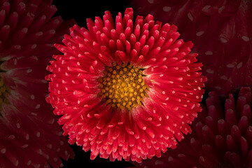 Beautiful blooming pink gerbera daisy flower on black background. Close up photo.