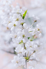 White blooming tree branch close up in a sunny day. Spring nature concept background. Selective focus