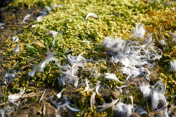 macro shot of green moss and white hair