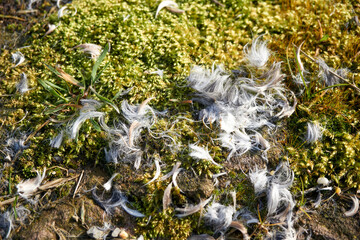 macro shot of green moss and white hair
