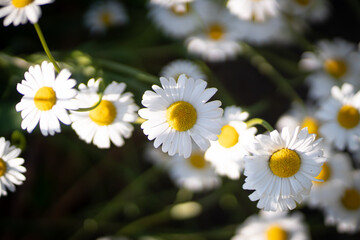 Obraz premium Full bloom of chamomile flowers garden camomile.