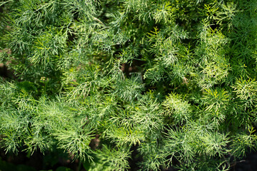 fresh green dill background. Macro fresh green dill . top view