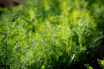 fresh green dill background. Macro fresh green dill . top view