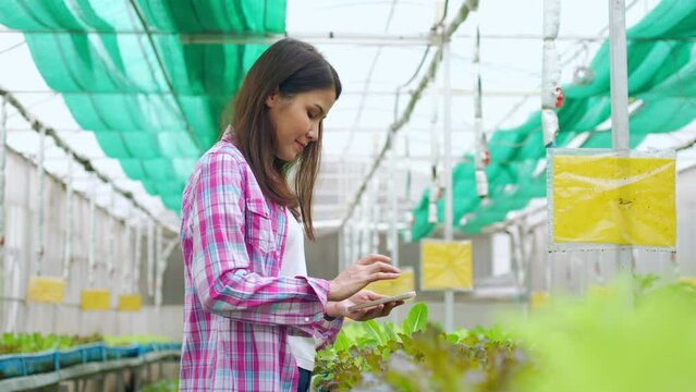 Happy Asian woman farmer using smartphone for send picture of fresh vegetable salad to customer before harvest  in an organic farm in a greenhouse garden , Concept of agriculture organic for health