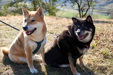 two shiba inu dogs posing in sunshine