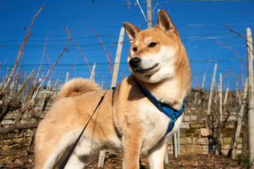 red shiba inu dog posing on a vineyard under blue sky and sunshine
