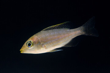 イトフエフキの幼魚