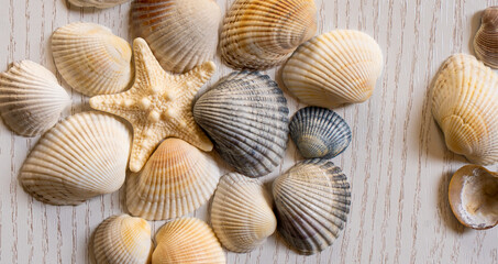 Sea, shells and glasses, sea star beach vacation