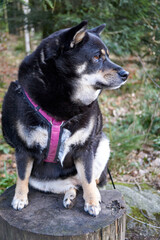 black and tan shiba inu dog sitting on a tree trunk