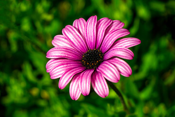 Obraz premium Close up beautiful Macro shot of field flowers 