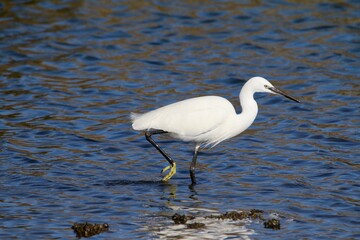 L'aigrette garzette