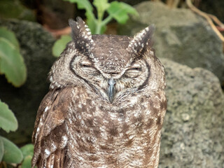 great horned owl