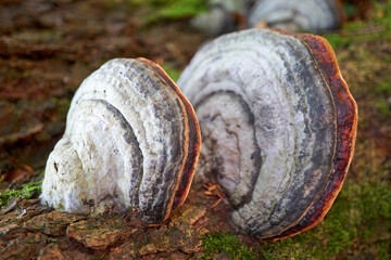 macro shot of two mushrooms on a tree trunk
