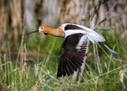 American Avocet in Flight above a pond in tall grass.
