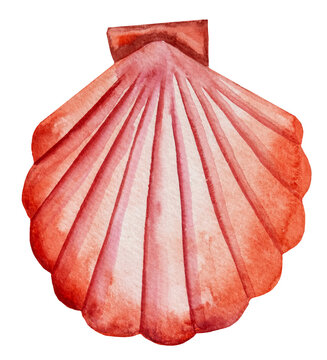 Hand drawn Watercolor red scallop seashell Illustration