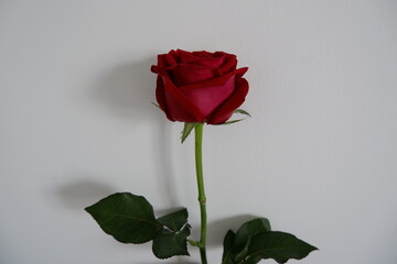 1 The red rose on the white background of the wall conveys a sense of unity.