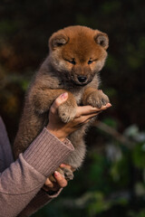 small little shiba inu puppies