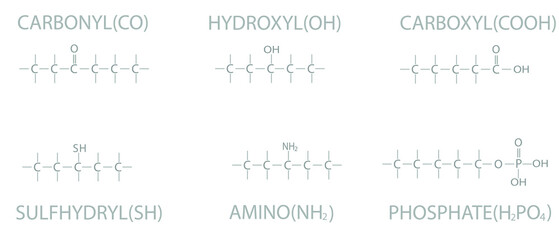 Functional groups of organic molecules. Skeletal chemical formula.	