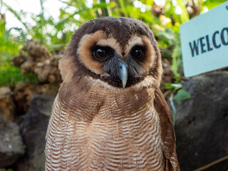 horned owl