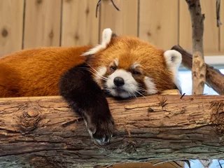 Foto op Plexiglas red panda eating bamboo © Deeeesukeeee