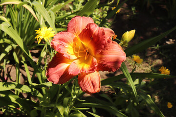 Fototapeta premium Harem. Luxury flower daylily in the garden close-up. The daylily is a flowering plant in the genus Hemerocallis. Edible flower.
