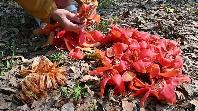 Someone hand picking cores of the Bombax ceiba flower. The Bombax ceiba flower are an essential ingredient of the "Nam Ngiao" spicy noodle soup of the cuisine of Shan State and Northern Thailand.