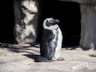 penguin on the rock