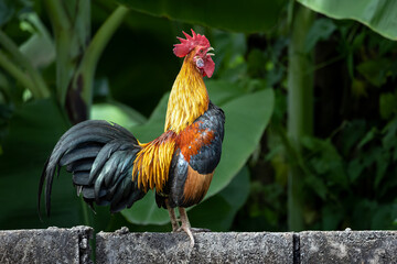Close-Up Of Rooster Perching On Leaf
