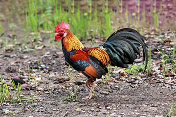 Beautiful Rooster standing on the floor in blurred nature green background.rooster going to crow.