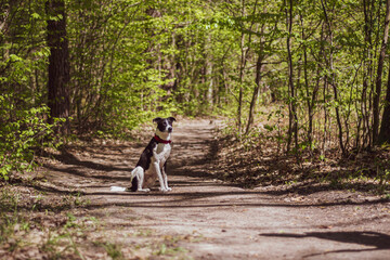Dog sitting on a forest path. Young cute doggy posing in the woods. Green bright foliage in spring. Selective focus on the details, blurred background.