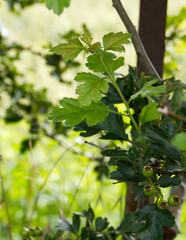 Hawthorn leaves and unripe haws (hawthorn berries) in the south of the Netherlands in July. Latin name: Crataegus