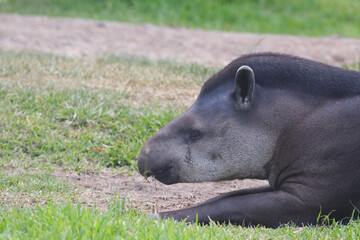 Fototapeta premium Portrait of Sachavaca (Tapirus terrestris) resting on the grass.