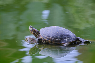 Red-eared slider turtle (Trachemys scripta), perched on a log basking in the sun in a small lagoon.