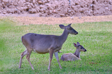 Small group of white-tailed deer (Odocoileus virginianus) resting on the grass next to a majestic tree.