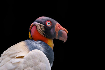 King vulture (Sarcoramphus papa), beautiful imposing portrait of the most beautiful vulture in the jungle, portrait on a black background.