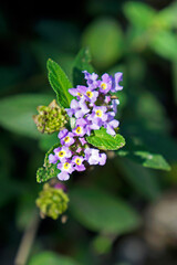 Bushy lippia flowers (Lippia alba)