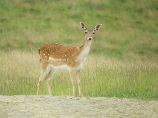 Naklejka na ściany i meble beautiful fallow deer in the English countryside