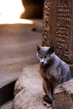 Cute cat near ancient wall