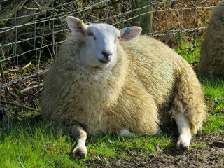 Obraz premium pretty sheep resting in the spring sunshine