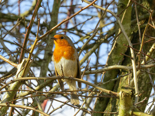 beautiful robin perched in a tree on a bright sunny spring day