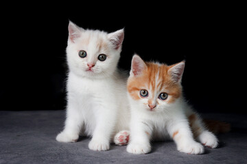 Fototapeta na wymiar Scottish fold cat sitting on black background. Two White Kitten on sofa in house.