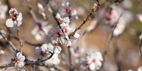  blossoming branch of almond tree.