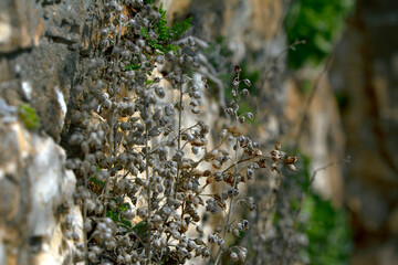 Close up beautiful Macro shot of field flowers 