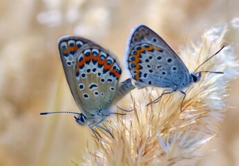 butterfly on a flower